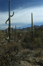 2007 04 17A 060 USA Arizona Web